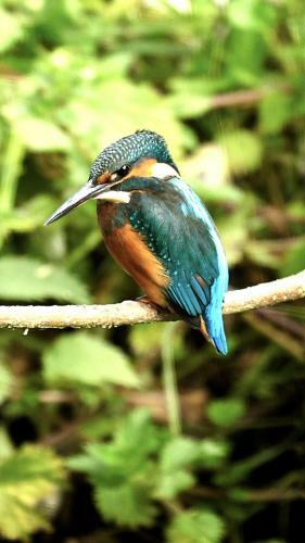 Waterfield House B&B