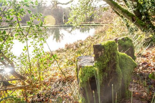The Tree House - Eco-friendly, Back To Nature Experience