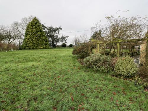 Wych Elm