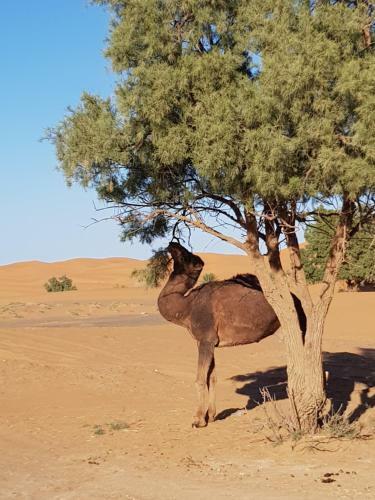 Hotel Kasbah H�tel Erg Chebbi
