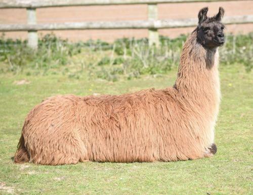 Agroturismo Glamping With Llamas