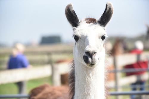 Agroturismo Glamping With Llamas