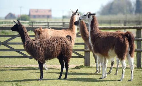 Agroturismo Glamping With Llamas