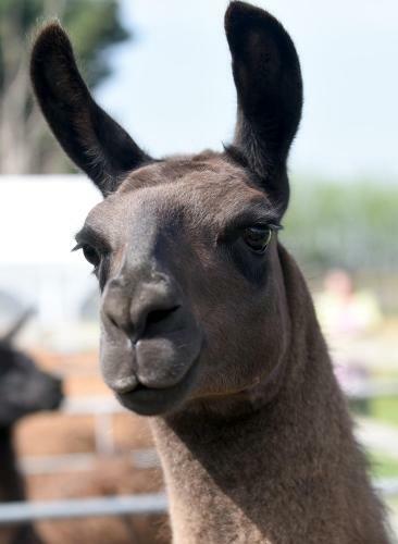 Agroturismo Glamping With Llamas