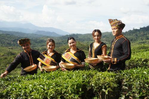 Lodge Sabah Tea Garden @ Cottages