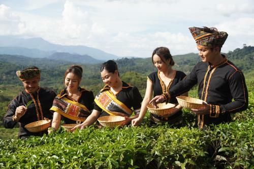 Lodge Sabah Tea Garden @ Cottages