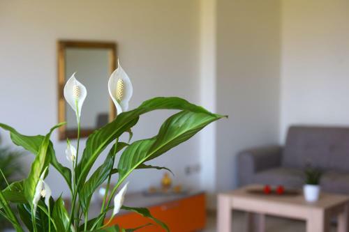 Stelia Luxury Apartments