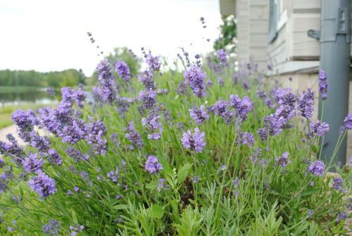 Lavender Village