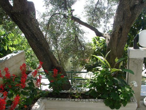 Apartments Sonja - 100 M From Sea