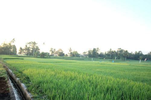 Hostal Ayuna Family Ubud