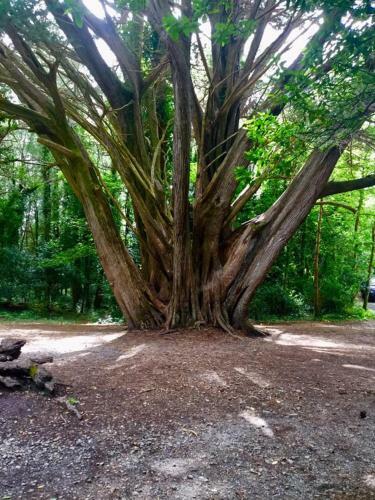 Hostal Abbeycourt Kenmare Kerry
