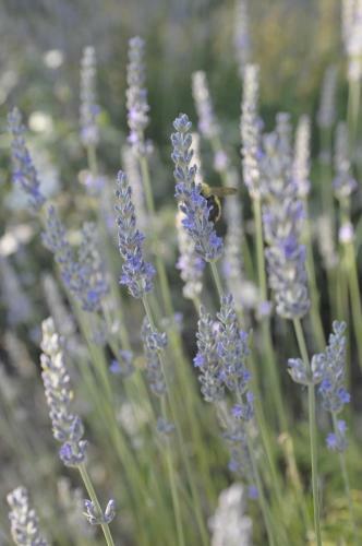 Agroturismo Il Frutteto Di Efesto