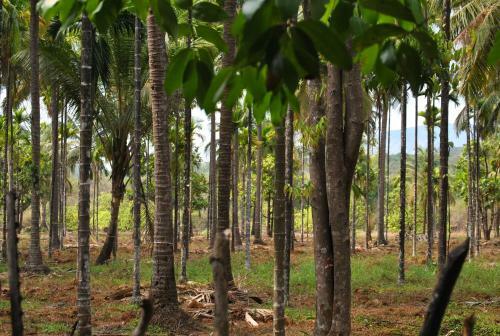 Apartamento Chalet Saffron Goa