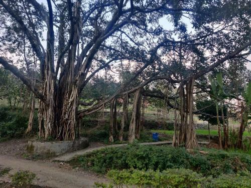 Greenlust Camps & Resorts