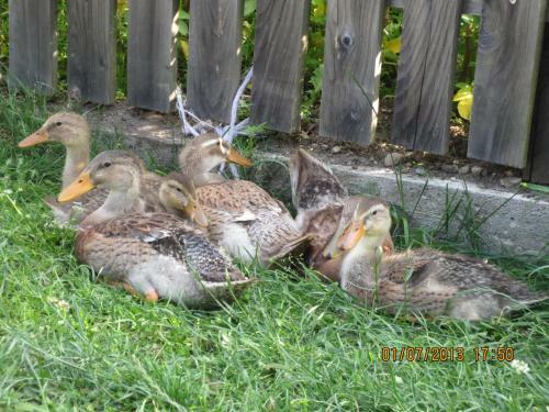 Agroturismo Oberschlichterhof