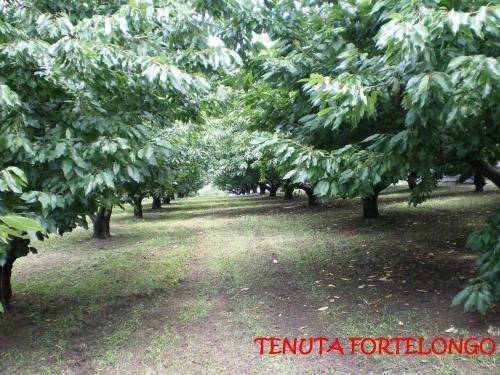 Agroturismo Tenuta Fortelongo