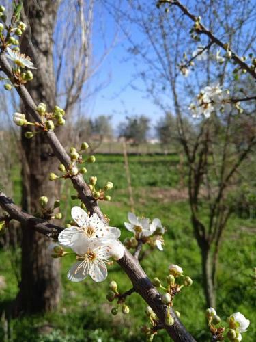 Agroturismo Rupe Delle Sorbe