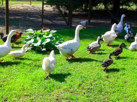 Agroturismo Al Canton Agriturismo Di Design