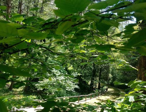 Il Bosco Di Campo Marzano Garden Apartment