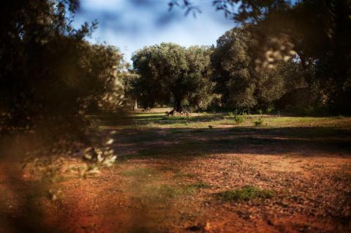 Bed & Breakfast Masseria Borgo Mortella