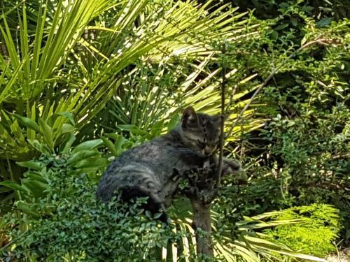 Bed & Breakfast Il Giardino Di Vico Neve