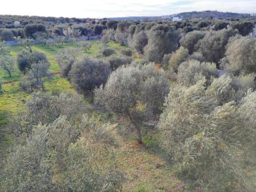 Apartamento Studio In Ostuni With Enclosed Garden