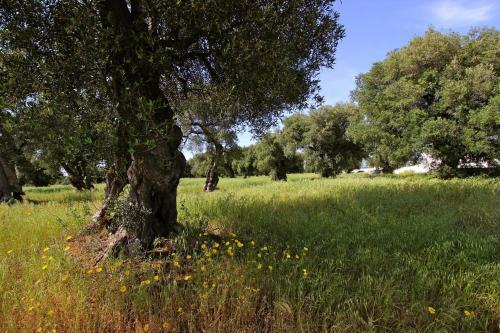 Holiday Home Ostuni - Iap02108h-f