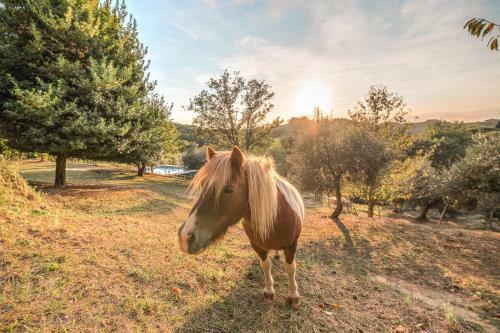 Apartamento Agriturismo Degli Alpaca