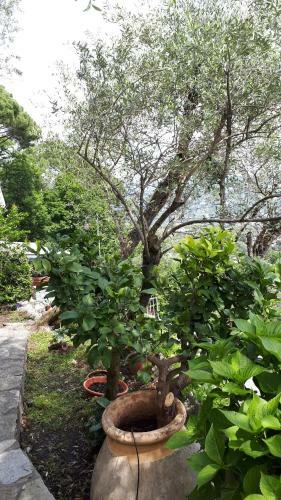 Terrace And Garden Santa Margherita - Ap2b