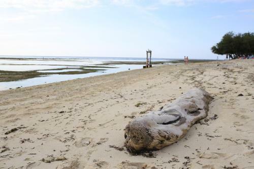 Hostal Tropica Gili Total Body Fit