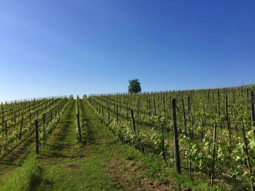 Apartamento Agriturismo Cascina Del Rosone
