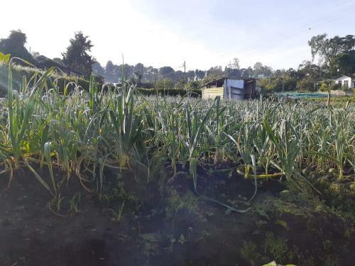 Hostal Monaara Holiday Bungalow - Nuwaraeliya
