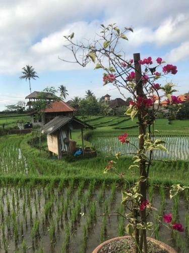 Hostal Rumah Sungai Villa