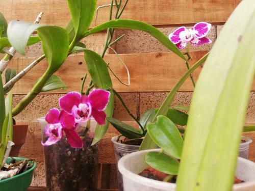 Bed & Breakfast Orchid Guesthouse