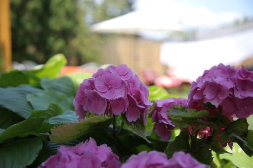 Hostal Simply Sz�ll�