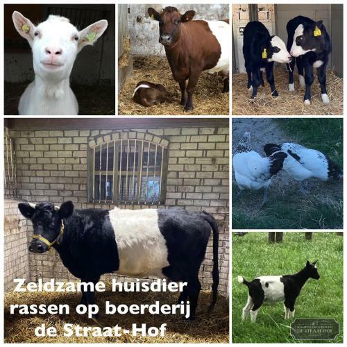 Bed & Breakfast Herberg Boerderij de Straat-hof