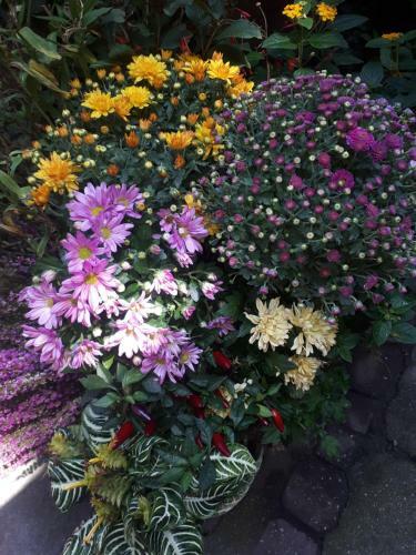 Bed & Breakfast F�nagy �s Walter Vend�g- �s Borh�z
