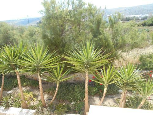 Apartamento Acti Plaka Hotel
