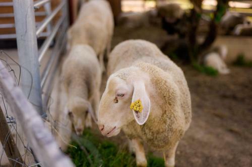 Bed & Breakfast Tourist Farm Firbas