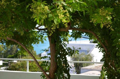 Hostal Villa Edo