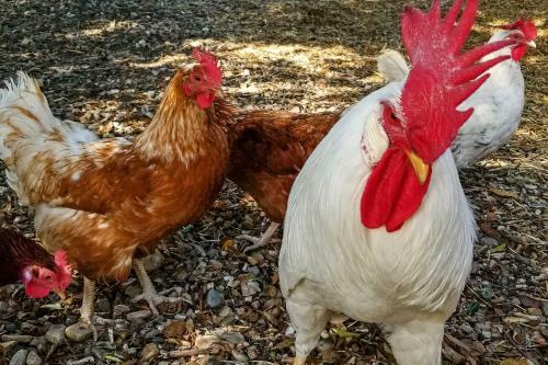 Private Ranch Resort-vineyard View And Infinity Pool