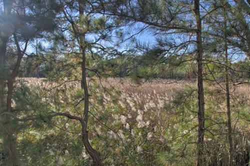 Home With Wetland Views- Walk To Bethany Beach!