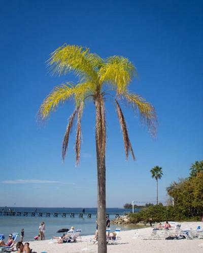 Apartamento Sunsetview Studio116 Beach Steps Away Pool Wifi