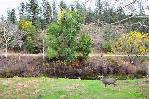Apartamento Baby Bear Condo #230