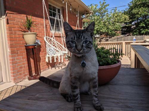 Hostal The Cat's Meow