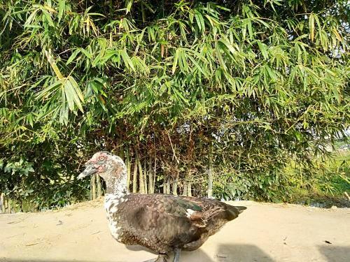 Cu Chi Boutique Farmstay