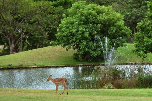 Apartamentos Kruger Park Lodge Unit No. 611