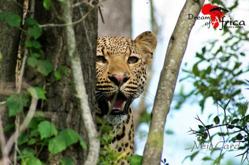 Dream Of Africa Bush Lodge
