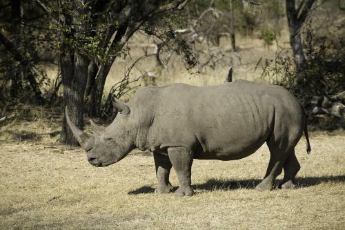 Lodge Wilderness Safaris Toka Leya
