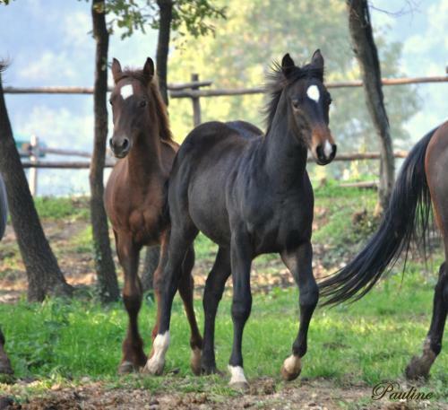 Agroturismo Pietra Cavalla - Ranch & Resort